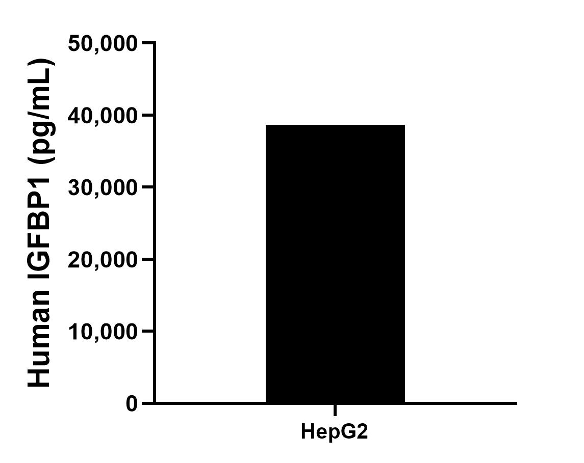 The mean IGFBP1 concentration was determined to be 38,698.4 pg/mL in HepG2 cell extract based on a 1.5 mg/mL extract load.